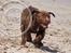 Labrador retriever Brown Hunts Bertha R.I.P.