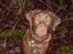 Labrador retriever Brown Hunts Bertha R.I.P.