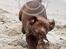 Labrador retriever Brown Hunts Bertha R.I.P.