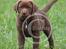 Labrador retriever Brown Hunts Bertha R.I.P.