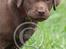Labrador retriever Brown Hunts Bertha R.I.P.