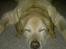 Labrador retriever Polly. (død)