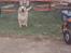 Labrador retriever Polly. (død)