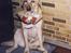 Labrador retriever Polly. (død)