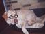 Labrador retriever Polly. (død)