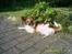 Papillon Cleo R.I.P - Er der nogle der kan stå for lidt solskind