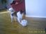 Papillon Cleo R.I.P - Er der ingen der vil lege ?????