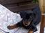 Rottweiler Basse (aflivet 18/1-07)