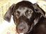 Labrador retriever Micky F1
