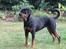Rottweiler Tulle Larsen - Jeg er for LÆKKER.... LÆKKER LÆKKER LÆKKER.....