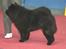 Chow chow Shi'tou Cassiterit - 2006 Simba ny tysk champion og tysk club champion