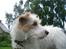 Jack russell terrier Jason R.I.P (kun 4½ år)  - 1. han er da sød