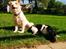 Jack russell terrier Jason R.I.P (kun 4½ år)  - 2. jason og lille belle-mus.