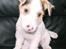 Jack russell terrier Jason R.I.P (kun 4½ år)  - 4. her er han så som lille er han ikke kær?