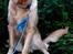 Blanding af racer Labrador/N. Found. Balder