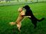Blanding af racer Labrador/N. Found. Balder