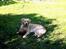 Blanding af racer Labrador/N. Found. Balder