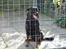 Rottweiler Tyson ( R.I.P 2/10-2013) - tyson i hundegården 2006
