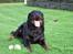 Rottweiler Tyson ( R.I.P 2/10-2013) - Tyson okt. 2006