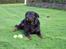 Rottweiler Tyson ( R.I.P 2/10-2013) - Tyson Oktober 2006