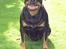 Rottweiler Clair (R.I.P 2010) - Clair oktober 2006