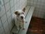 Jack russell terrier Jason R.I.P (kun 4½ år)  - 6. her er han med på ferie i Vigsø.