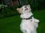 Jack russell terrier Jason R.I.P (kun 4½ år)  - 8. jason har også lært og side pænt.