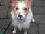 Jack russell terrier Jason R.I.P (kun 4½ år)  - 10. han hjalp da bare med og orden haven... kan man se det??