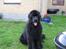 Newfoundlænder Samson (R.I.P 15.juni 09)