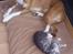 Blanding af racer Luna ( RIP d. 07/11)