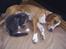 Blanding af racer Luna ( RIP d. 07/11)