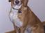 Blanding af racer Luna ( RIP d. 07/11)