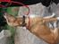Blanding af racer Luna ( RIP d. 07/11)