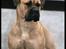 Bullmastiff Brak's Nagako Kuni/Bonnie