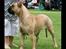 Bullmastiff Brak's Nagako Kuni/Bonnie