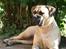 Bullmastiff Brak's Nagako Kuni/Bonnie