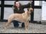 Bullmastiff Brak's Nagako Kuni/Bonnie