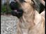 Bullmastiff Brak's Nagako Kuni/Bonnie