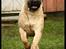 Bullmastiff Brak's Nagako Kuni/Bonnie