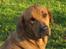 Broholmer Frida - "All right, Mr DeMille, I´m ready for my close up"