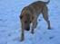 Broholmer Frida - Brrr - kold sne!