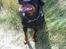 Rottweiler Muddi