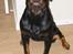 Rottweiler Muddi