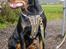 Rottweiler Muddi