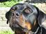 Rottweiler Muddi