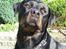 Rottweiler Muddi