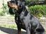 Rottweiler Muddi