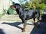 Rottweiler Muddi
