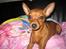 Dvaergpinscher Channi - dejligt at låne Frida`s dyne, godt hun ikke ser det ;-)