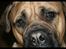 Bullmastiff Brak's Nagako Kuni/Bonnie